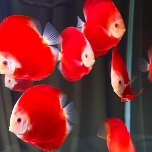 Indo Red High Body 2.5 inches