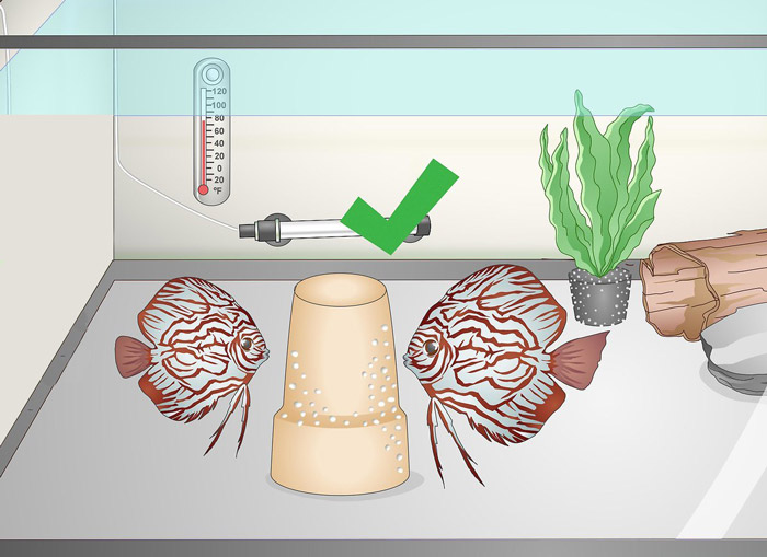 Read more about the article Discus Aquarium- Beginners Guide