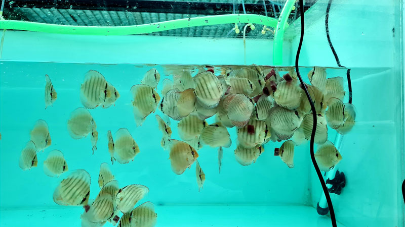 You are currently viewing Discus Fish a brief