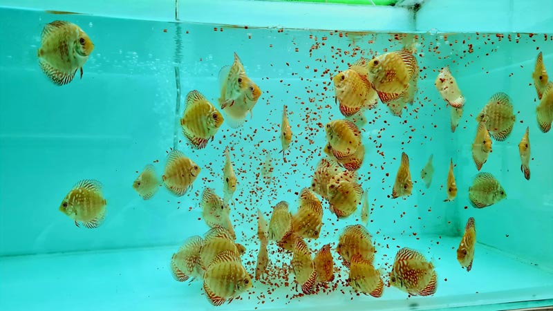 You are currently viewing Feeding Discus Fishes