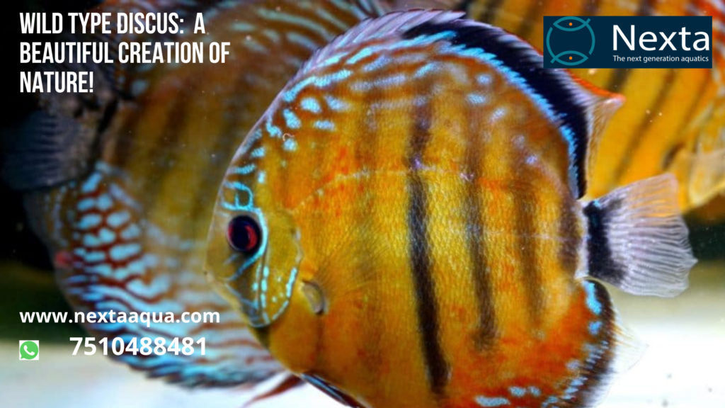 Things to Know About The Wild Type Discus | Nextaaqua