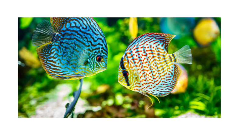 Read more about the article Discus: The Aquarium Kings