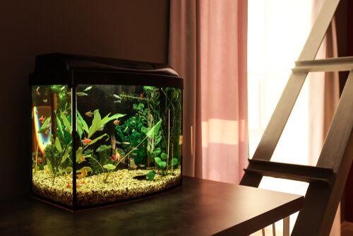 Aquarium Business in India