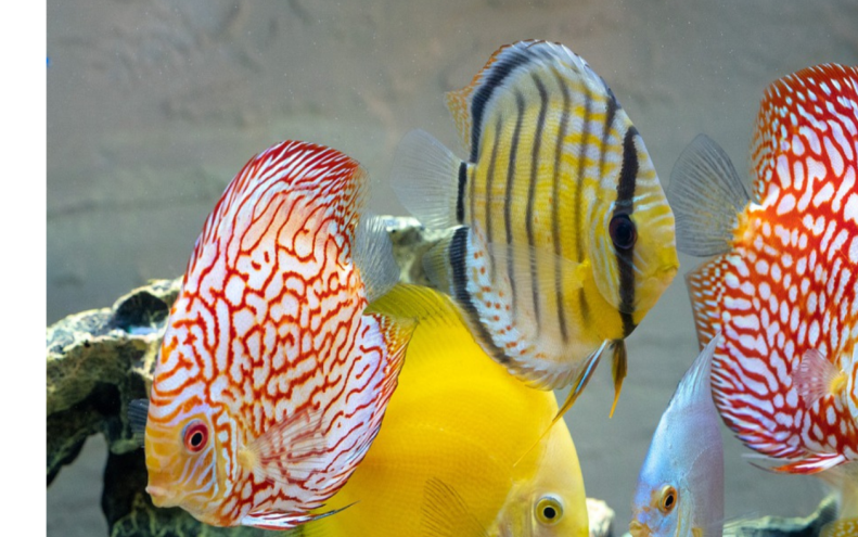 Discus-The Aquarium Kings