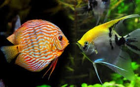 discus-fish-tank-mate