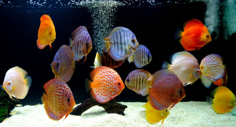 Read more about the article Discus: The Fish That Can Beautify Our Home