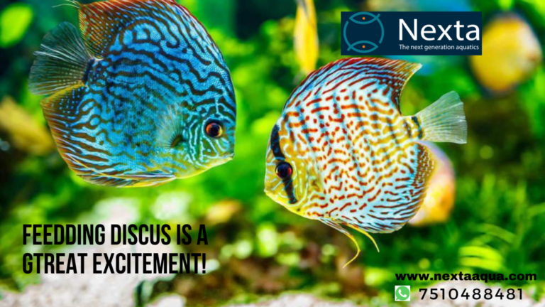 Read more about the article What Do Discus Fish Eat?