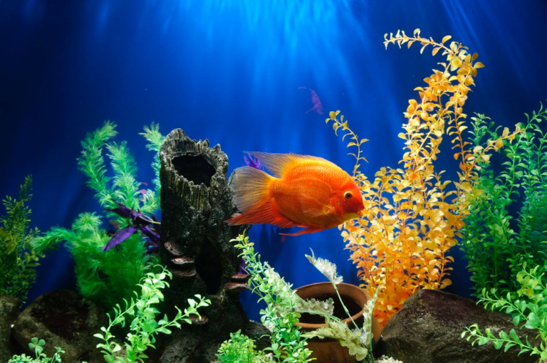 Read more about the article Aesthetic Aquarium Plants for Your Home