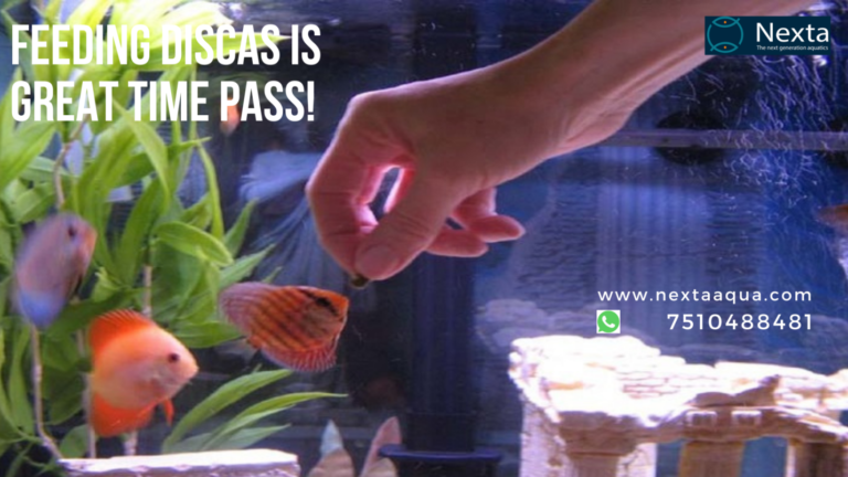 Read more about the article Discus Fish Care Feeding