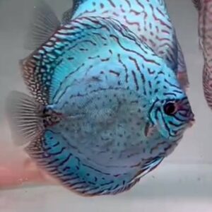 Brilliant Blue High Body 3.5 inches