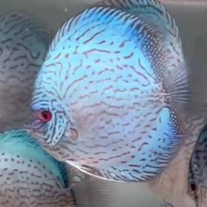 Brilliant Blue High Body 3.5 inches