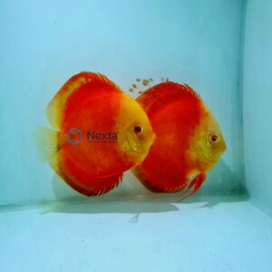 Red Passion 5 inches