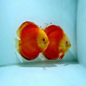 Red Passion 5 inches