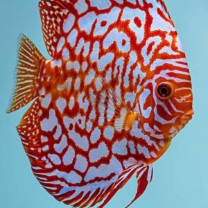 Red Chakarboad Premium Quality 4 inches