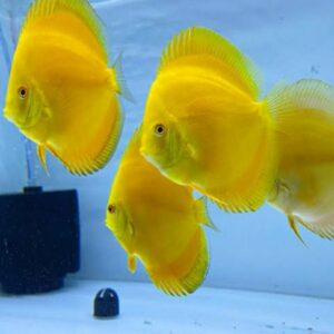 Yellow Discuss 2.5 inches